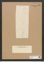 Clavicula sp. (de-Toni-Nr.: Genus 75) Zeichnungen Sammlung Grunow Nr. 5761 (NHMW-BOT-W0374152)